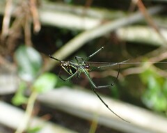 Leucauge celebesiana