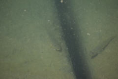 Acanthogobius flavimanus