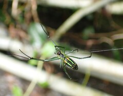 Leucauge celebesiana