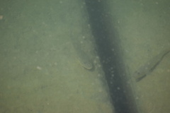 Acanthogobius flavimanus