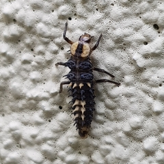 Harmonia testudinaria