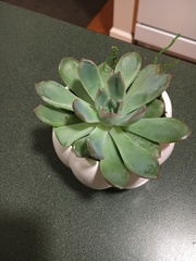 Echeveria pulidonis