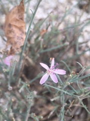 Stephanomeria pauciflora