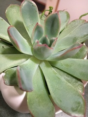 Echeveria pulidonis