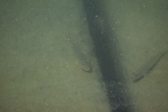 Acanthogobius flavimanus