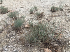 Stephanomeria pauciflora