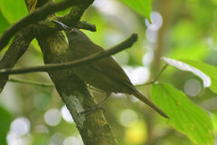 Cinclocerthia ruficauda