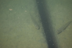 Acanthogobius flavimanus