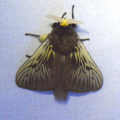Megalopyginae