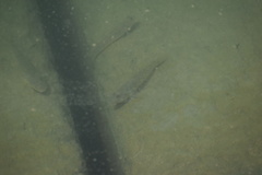 Acanthogobius flavimanus