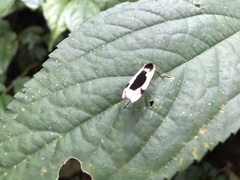 Thysanoptyx incurvata