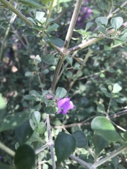 Prostanthera