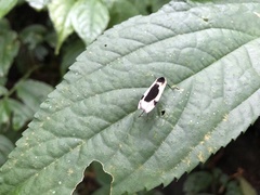 Thysanoptyx incurvata