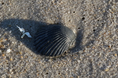 Argopecten irradians