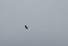 Ictinaetus malaiensis