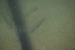 Acanthogobius flavimanus