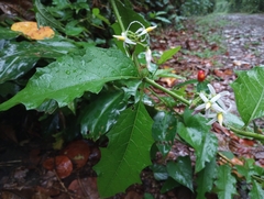 Solanum volubile