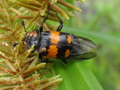 Nicrophorus hebes