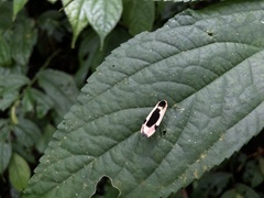 Thysanoptyx incurvata