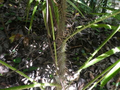 Calamus australis