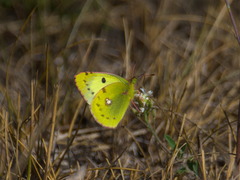 Colias hyale