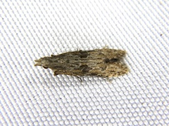 Empalactis neotaphronoma