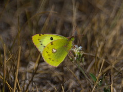 Colias hyale