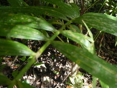 Calamus australis