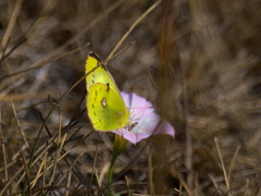 Colias hyale