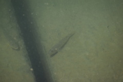 Acanthogobius flavimanus