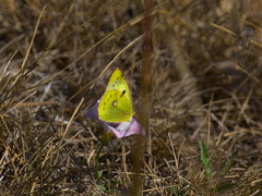 Colias hyale