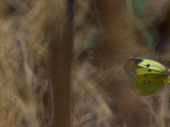 Colias hyale