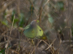 Colias hyale