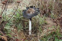 Coprinus calyptratus