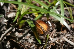 Danaus petilia