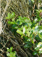 Myrsine chathamica