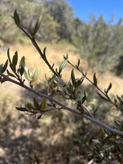 Cercocarpus