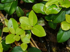 Myrsine chathamica
