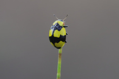 Illeis galbula