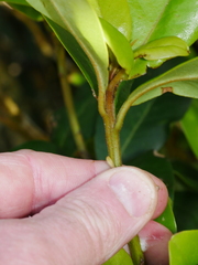 Myrsine chathamica