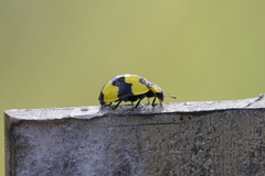 Illeis galbula