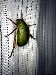 Anomala albopilosa albopilosa