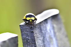 Illeis galbula