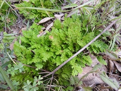 Selaginella pallescens