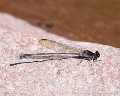 Argia tezpi