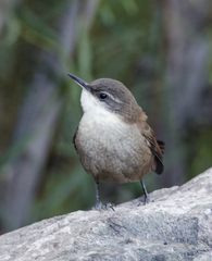 Ochetorhynchus melanurus