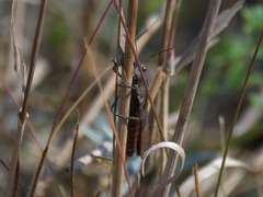 Psophus stridulus