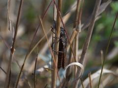 Psophus stridulus