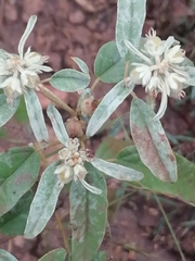 Croton