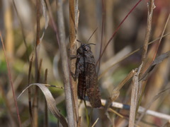Psophus stridulus